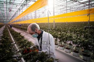 Lee más sobre el artículo ENLACE apela a los grupos parlamentarios a que atiendan a la realidad social e inicien el debate sobre la regulación integral del cannabis